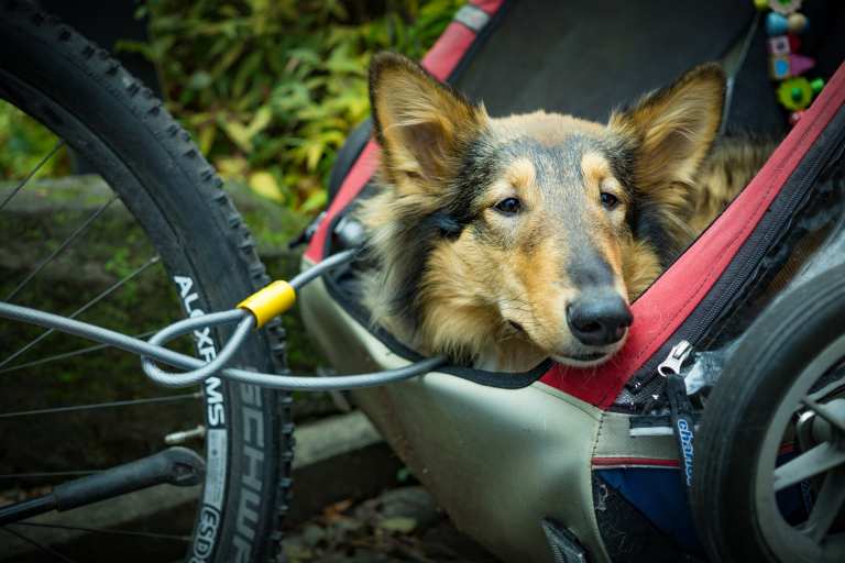 Radfahren bei gleichzeitiger Führung eines Hundes an einer Leine erhöht das Haftungsrisiko