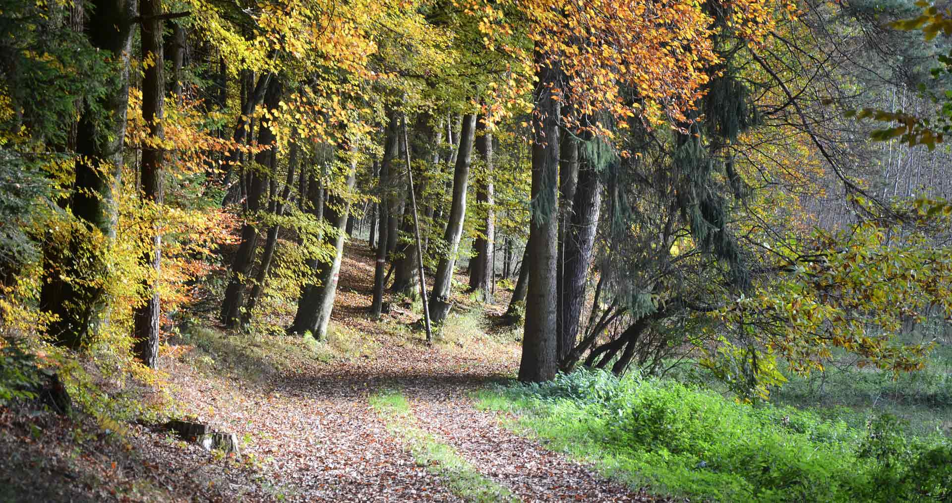 Waldbesitzer Schaden